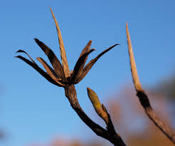 Attēlu rezultāti vaicājumam “Liriodendron tulipifera fruit”