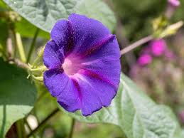 Attēlu rezultāti vaicājumam “Calystegia sepium”