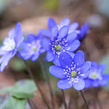 Attēlu rezultāti vaicājumam “Hepatica nobilis fruit”