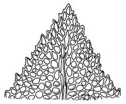 Attēlu rezultāti vaicājumam “Fissidens adianthoides”