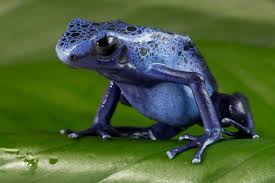 Image result for blauer baumsteiger