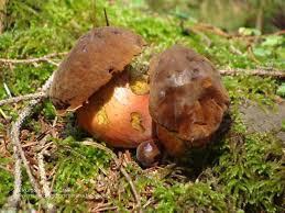 Attēlu rezultāti vaicājumam “Sutorius luridiformis”