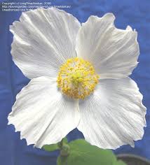 Image result for Meconopsis betonicifolia alba