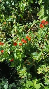 Attēlu rezultāti vaicājumam “Silene chalcedonica flower”