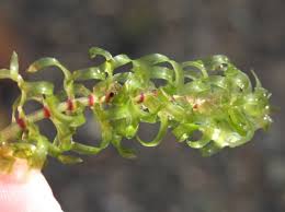 Attēlu rezultāti vaicājumam “Hydrocharitaceae”