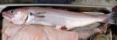 Image result for Melanogrammus aeglefinus