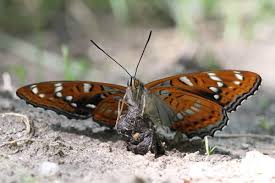 Attēlu rezultāti vaicājumam “Limenitis populi upperside”