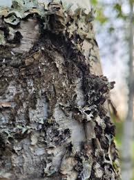 Attēlu rezultāti vaicājumam “Chaenotheca furfuracea”
