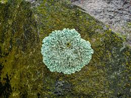 Attēlu rezultāti vaicājumam “Lecanora muralis”