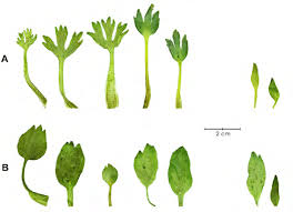Attēlu rezultāti vaicājumam “Ranunculus elatior leaf”