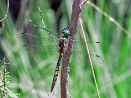 Attēlu rezultāti vaicājumam “Somatochlora flavomaculata”
