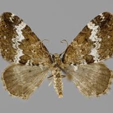 Attēlu rezultāti vaicājumam “Perizoma alchemilla”