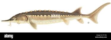 Image result for Acipenser oxyrinchus oxyrinchus