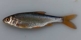 Image result for Squalius vardarensis