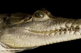 Image result for Crocodylus acutus