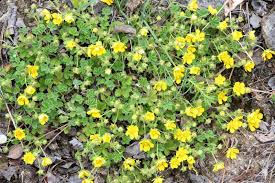 Attēlu rezultāti vaicājumam “Potentilla arenaria leaf”
