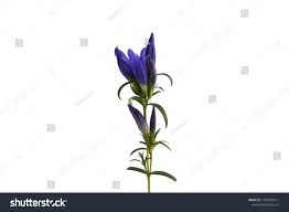 Attēlu rezultāti vaicājumam “Gentiana pneumonanthe”