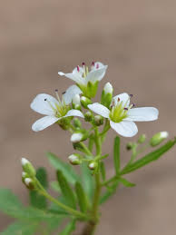 Attēlu rezultāti vaicājumam “Cardamine amara flower”