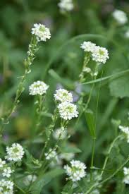 Attēlu rezultāti vaicājumam “Berteroa incana flower”
