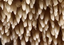 Attēlu rezultāti vaicājumam “Mycoacia fuscoatra”