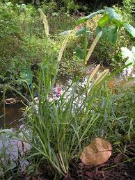 Attēlu rezultāti vaicājumam “Setaria glauca”