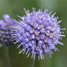Attēlu rezultāti vaicājumam “Succisa pratensis flower”