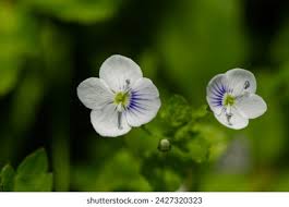 Attēlu rezultāti vaicājumam “Veronica filiformis flower”