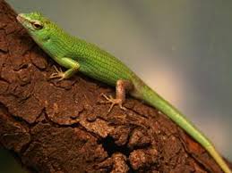 Risultati immagini per dasia smaragdina