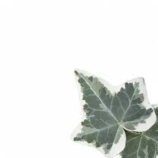 Attēlu rezultāti vaicājumam “Hedera helix  leaf”