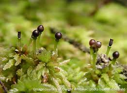 Attēlu rezultāti vaicājumam “Sphagnum sporophyte”