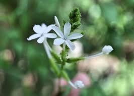 Attēlu rezultāti vaicājumam “Plumbaginaceae”