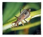 Attēlu rezultāti vaicājumam “Himacerus apterus”