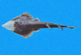 Image result for Rhinobatos rhinobatos