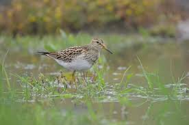 Image result for Calidris melanotos