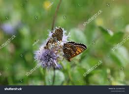 Attēlu rezultāti vaicājumam “Melitaea cinxia”