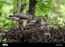 Attēlu rezultāti vaicājumam “Accipiter nisus male”