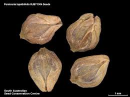 Attēlu rezultāti vaicājumam “Persicaria lapathifolia fruit”