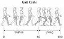 <b>Gait</b> Cycle