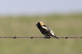 Image result for Dolichonyx oryzivorus