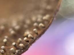 Attēlu rezultāti vaicājumam “Craterium minutum macro”