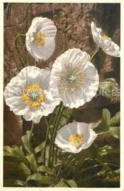 Image result for Alpenmohn