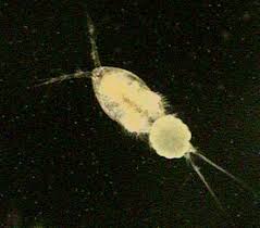 Attēlu rezultāti vaicājumam “Copepoda”