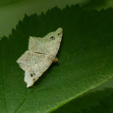 Attēlu rezultāti vaicājumam “Macaria notata”