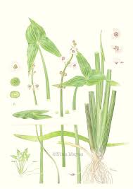 Attēlu rezultāti vaicājumam “Sagittaria sagittifolia”