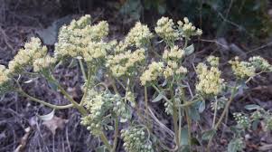 Attēlu rezultāti vaicājumam “Hylotelephium maximum flower”
