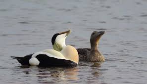 Attēlu rezultāti vaicājumam “Somateria mollissima”