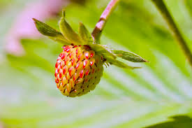 Image result for Rosengewächse