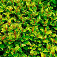 Attēlu rezultāti vaicājumam “Ilex x meserveae”