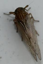 Attēlu rezultāti vaicājumam “Javesella pellucida”