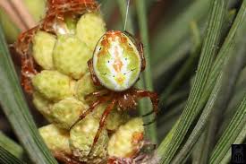 Attēlu rezultāti vaicājumam “Araneidae”